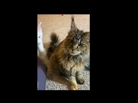 Had a root canal done and need a little pick me up. Maine Coons help with tooth pain