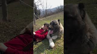 Big Kangal Shepherd Dog With Owner ? 😈 #shorts #viral #trending #kangal #dog #dogs