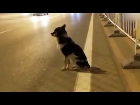 Treuer Hund Treuer Hund