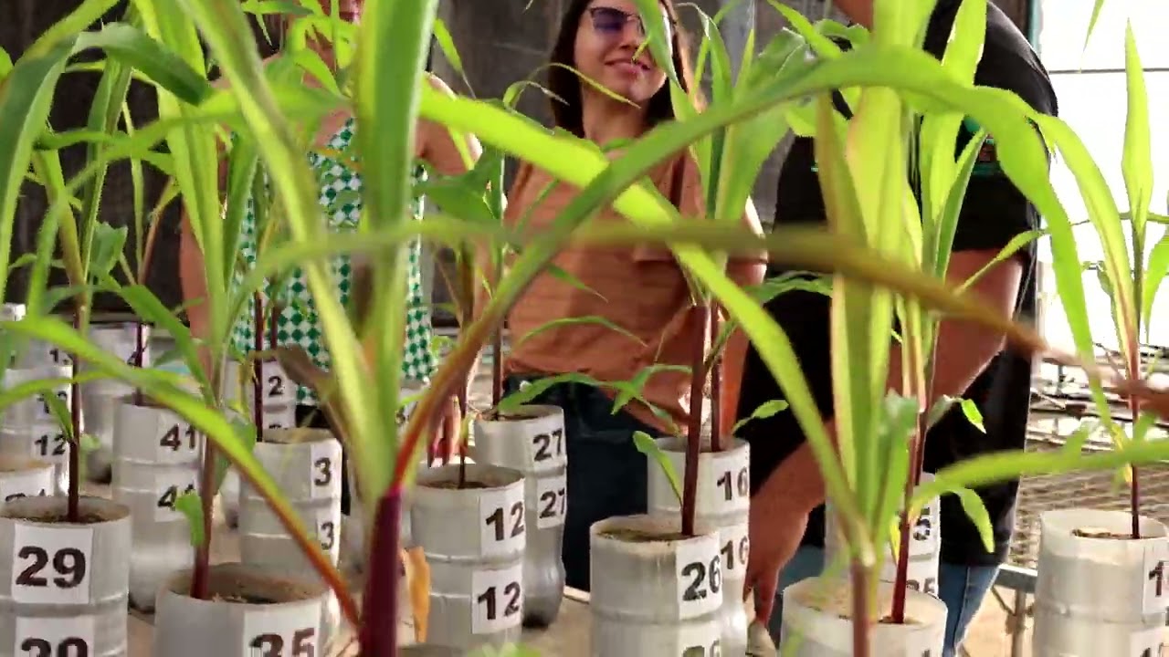 Milho em Sistema Hidropônico com Omissão de Nutrientes - Primeiros Resultados