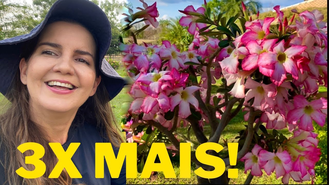 ROSA do DESERTO com MÁXIMO de FLORAÇÃO! O SEGREDO que NÃO te CONTARAM! 😱🌺 FRAN ADORNO