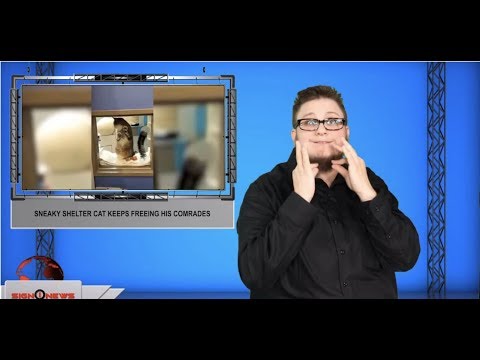Sneaky shelter cat keeps freeing his comrades (ASL - 11.14.19)