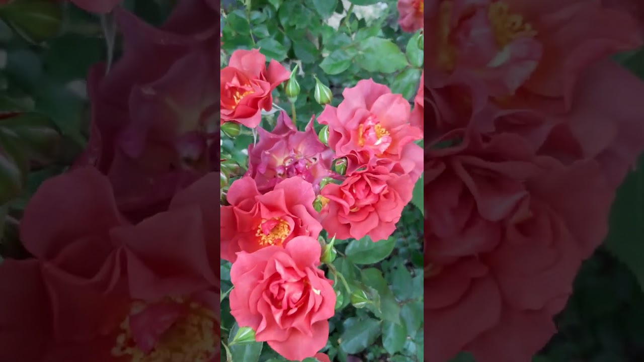 роза Синко де Майо