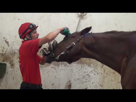 Rennstall Freudenau - Vienna/Austria