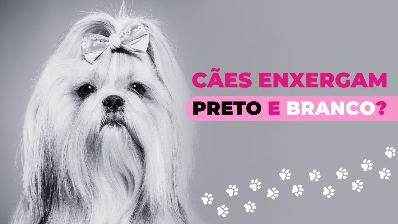 CANINE VISION: how do dogs see?