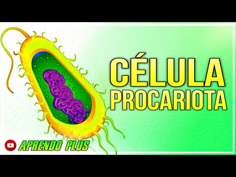 CÉLULA PROCARIOTA | Célula procarionte | Todo sobre la célula | Célula bacterias