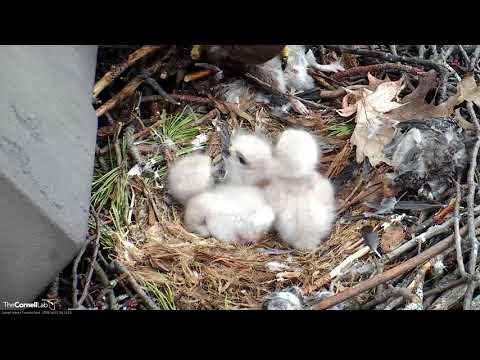 Big Red Feeds Trio Of Chicks – April 27, 2018