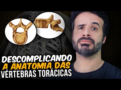 UNCOMPLICATING THE ANATOMY OF THE THORACIC VERTEBRAE
