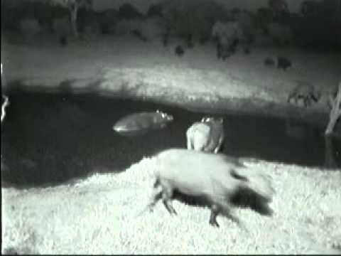 DisOrganized Buffalo Herd & Hippo at Nkorho - Mar 21, 2011