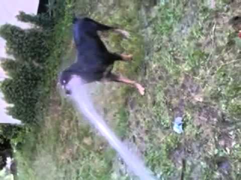 My doog fighting back at the water.