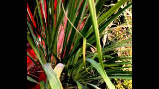 Madelena   Brian Culbertson