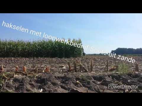 Maïs hakselen (24/09/16) met Soete uit Zande