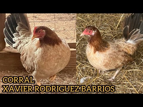 Nice Corral Xavier Rodriguez Barrios Farm