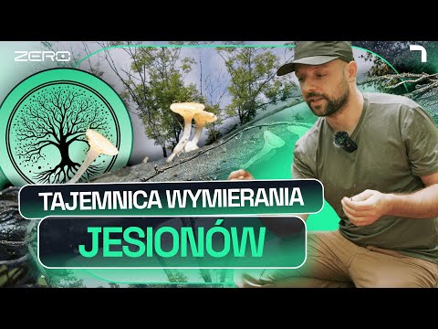 JESIONY - DLACZEGO LIŚCIASTYM KOLOSOM GROZI CAŁKOWITA ZAGŁADA | GATUNEK ZERO #25