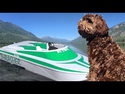 Labradoodle KONA vs Thrasher Scale Town - RC CWR