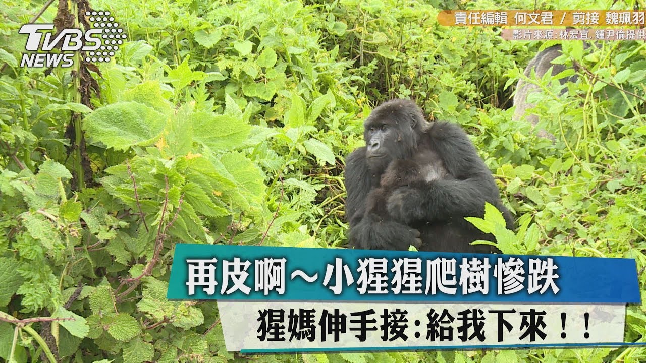 再皮啊~小猩猩爬樹慘跌 猩媽伸手接:給我下來!