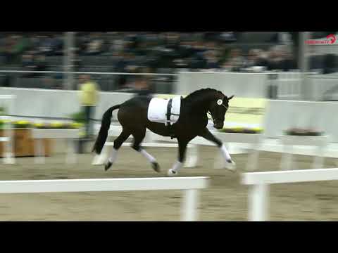 Federer *2018 by Farrell x Livaldon (Hanoverian stallion licensing)