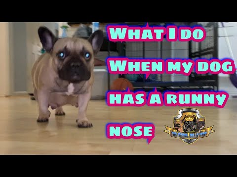 What I do when My dog has a Runny Nose 🤧(Helpful dog tips)