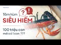 Loài tôm hùm siêu hiếm? Khó tìm nhất trái đất???