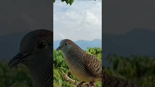 Download lagu Pikat Perkutut Lokal Suara Besar Merdu mp3 Download lagu Pikat Perkutut Lokal Suara Besar Merdu mp3