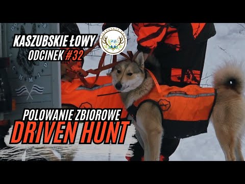 Kaszubskie Łowy #32 Zimowa Zbiorówka 2025 ❄️🔥| Drive Hunt in Winter Warmia🦌🌲