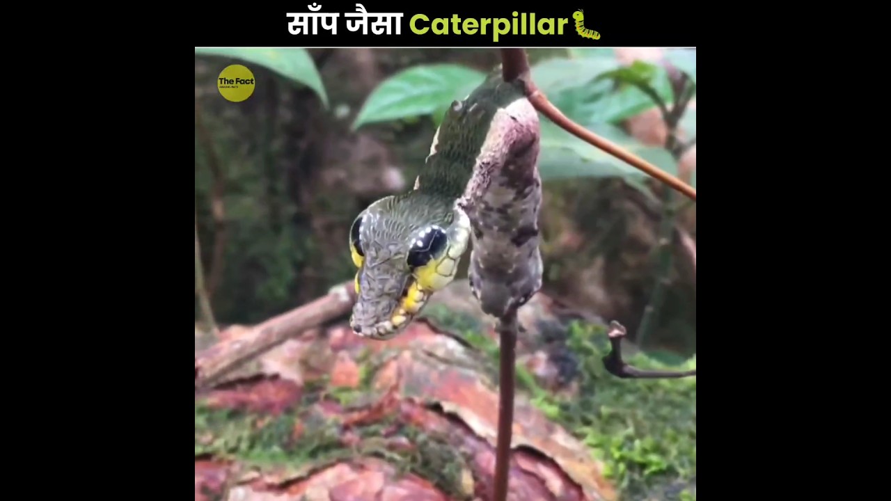 Caterpillar That Look Like Snake 🐛