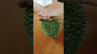 Download lagu belah duren lagi. mp3