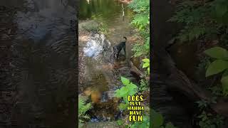 Video preview image #1 Catahoula Leopard Dog-Unknown Mix Puppy For Sale in Sanford, FL, USA