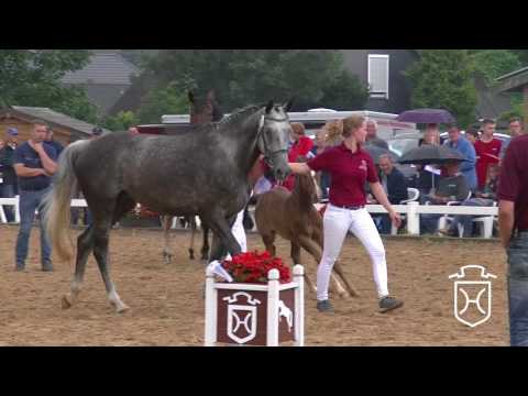 Holsteiner Fohlenchampionat 2017 - Nordfriesland - Siegerstutenring