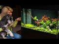 Aquascape Tutorial Step by Step - 30 Gallon Planted Aquarium