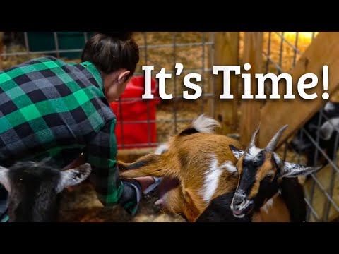 Goat Birth - How to Prepare // Homesteading