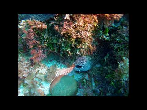 Spotted Moray Eel (SCUBA Diving Bloody Bay, Negril, Jamaica, January 2020)