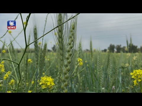 بەڤیدیۆ.. ئەمساڵ لە سنوری کفری، نزیکەی دوو ھێندەی ساڵی پار بارانباریوە و مەترسی وشکەساڵی ڕەواندووەتەوە