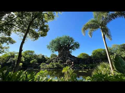 Disney's Animal Kingdom Tree Of Life Area Music
