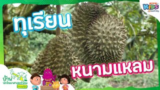 ทุเรียนหนามแหลม | บ้านนักวิทยาศาสตร์น้อย