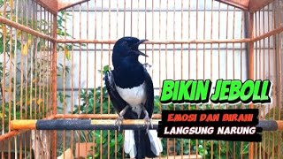 Download lagu SUARA KACER GACOR🔴 AMPUH JEBOLKAN EMOSI DAN BIRAHI KACER#kicaumaster#kacergacorfullisian#kaceremosi mp3 Download lagu SUARA KACER GACOR🔴 AMPUH JEBOLKAN EMOSI DAN BIRAHI KACER#kicaumaster#kacergacorfullisian#kaceremosi mp3