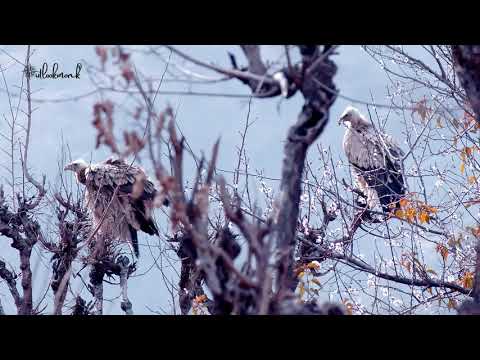 Arnav Bahuguna The Himalayan vulture (Gyps himalayensis) or Himalayan griffon vulture.