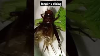 Download lagu Suara jangkrik pengantar tidur | suara jangkrik liar mp3