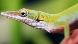 הכירו את חיות קובה | להירגע עם הטבע | BBC Earth