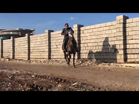Kurdish horse #2