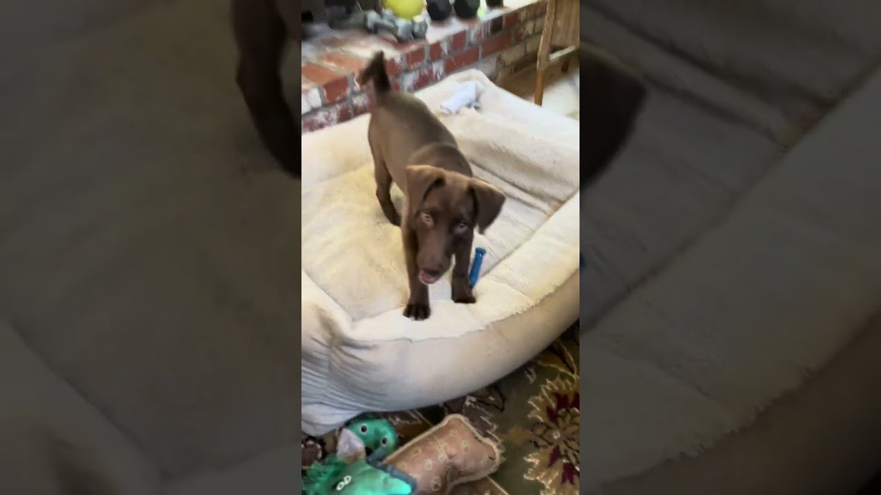 Buttercup, an adoptable mixed breed in Sacramento, CA video 6/6