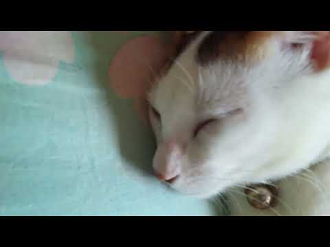 cat society #play #catlover #fun #cat sleeping #cat Show #cat #park #children #