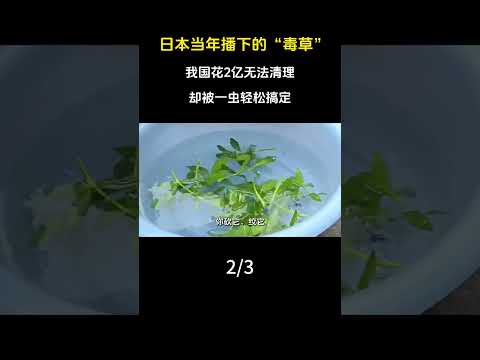 日本當年播下的&ldquo;毒草&rdquo;，我國花2億無法清理，卻被一蟲輕鬆搞定。#科普#漲知識#植物#水花生#毒草