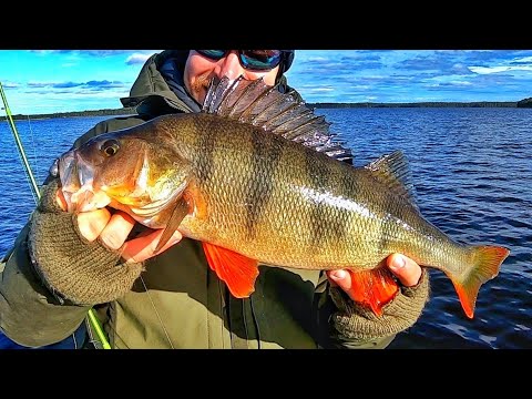 ISO AHVEN HAUKIEN VALTAAMASTA JÄRVESTÄ | TUMMIEN VESIEN KASVATIT | JIGIKALASTUS |