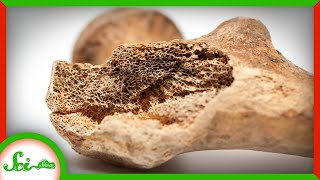 Bones Began as Mineral Batteries