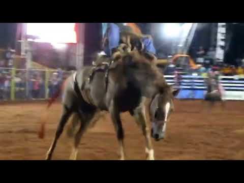 Sidney Pereira de Brito vs Réu Confesso cavalo tropa Tito Cardoso