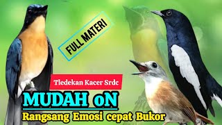 Download lagu TERBUKTI AMPUH, MERANGSANG EMOSI TLEDEKAN GUNUNG, SRDC DAN KACER mp3