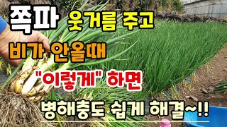 쪽파 웃거름추비 주고 비가 안올때 이렇게 하면 병해충 쉽게 해결됩니다 쪽파굵게키우는법 종구크게키우기