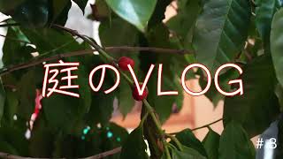 お庭の観察日記です　８