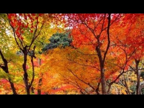 #AutumnLeavesInJapanWalkInTokugawaHistoricalpleasepart -1